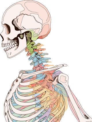 人体骨架手绘医学插画