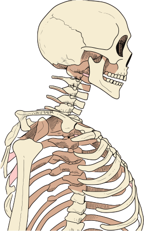 人体骨架商用手绘插画