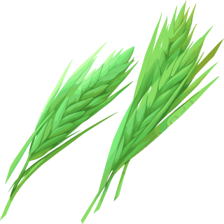 麦穗透明背景素材
