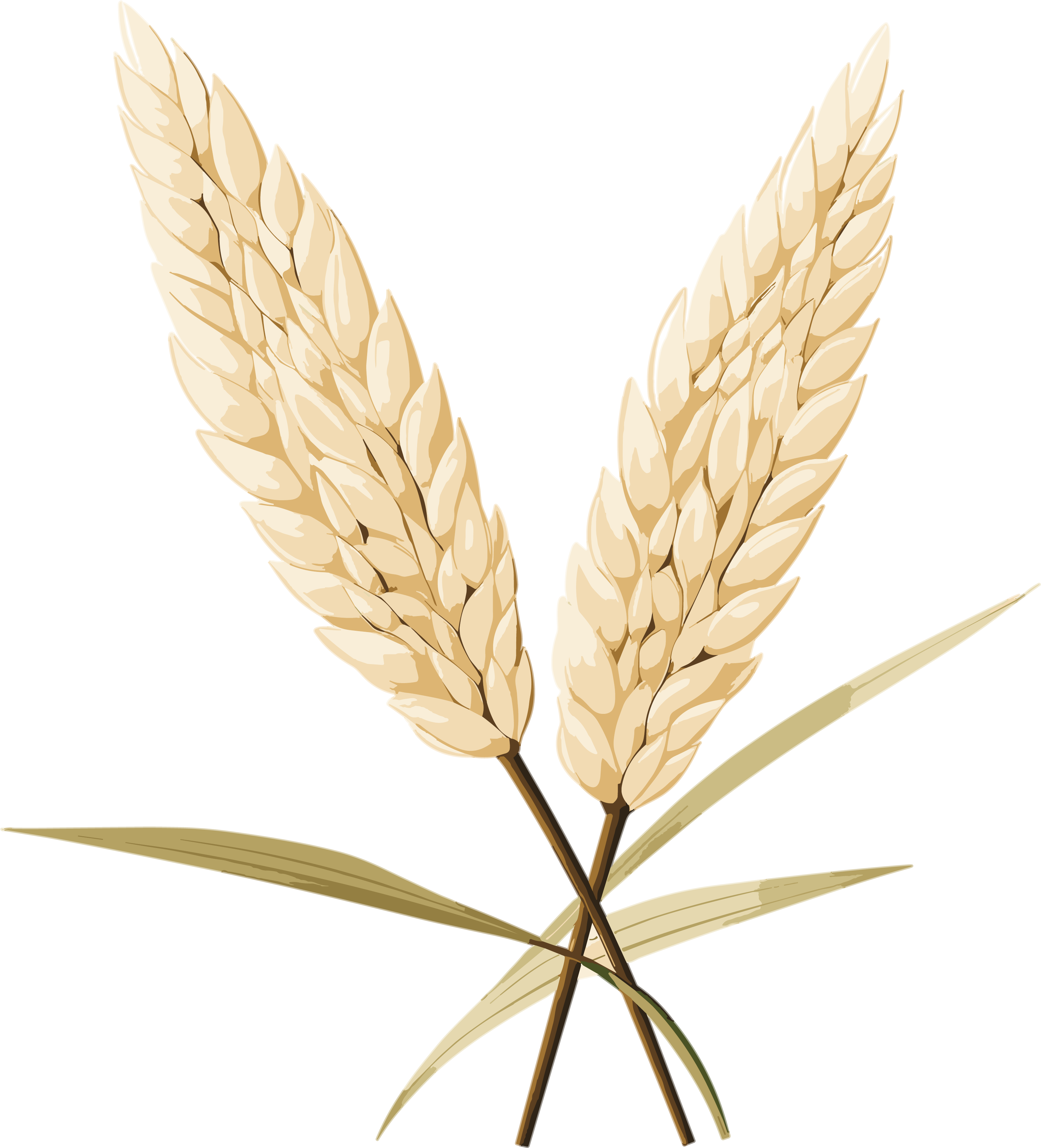 稻子可商用插画