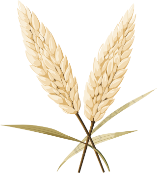 稻子可商用插画