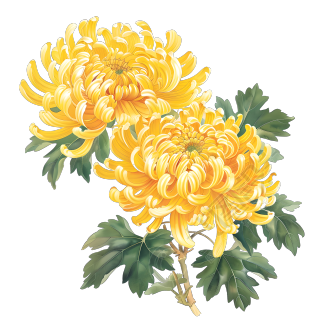 国风菊花插画素材
