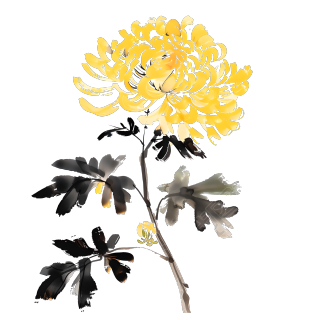 国风菊花透明背景素材