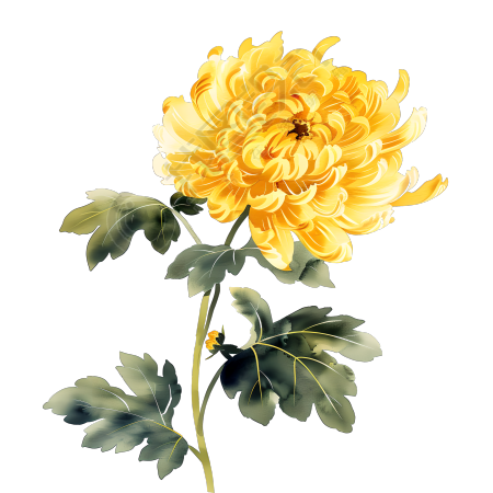 国风菊花装饰插图