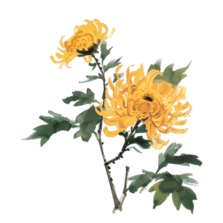 国风菊花高清素材