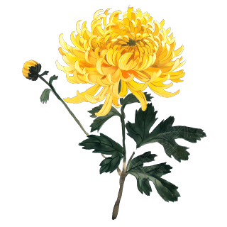 国风菊花美丽插画