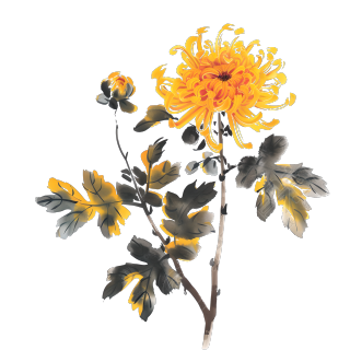 国风菊花高清图形素材