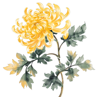 国风菊花手绘插画