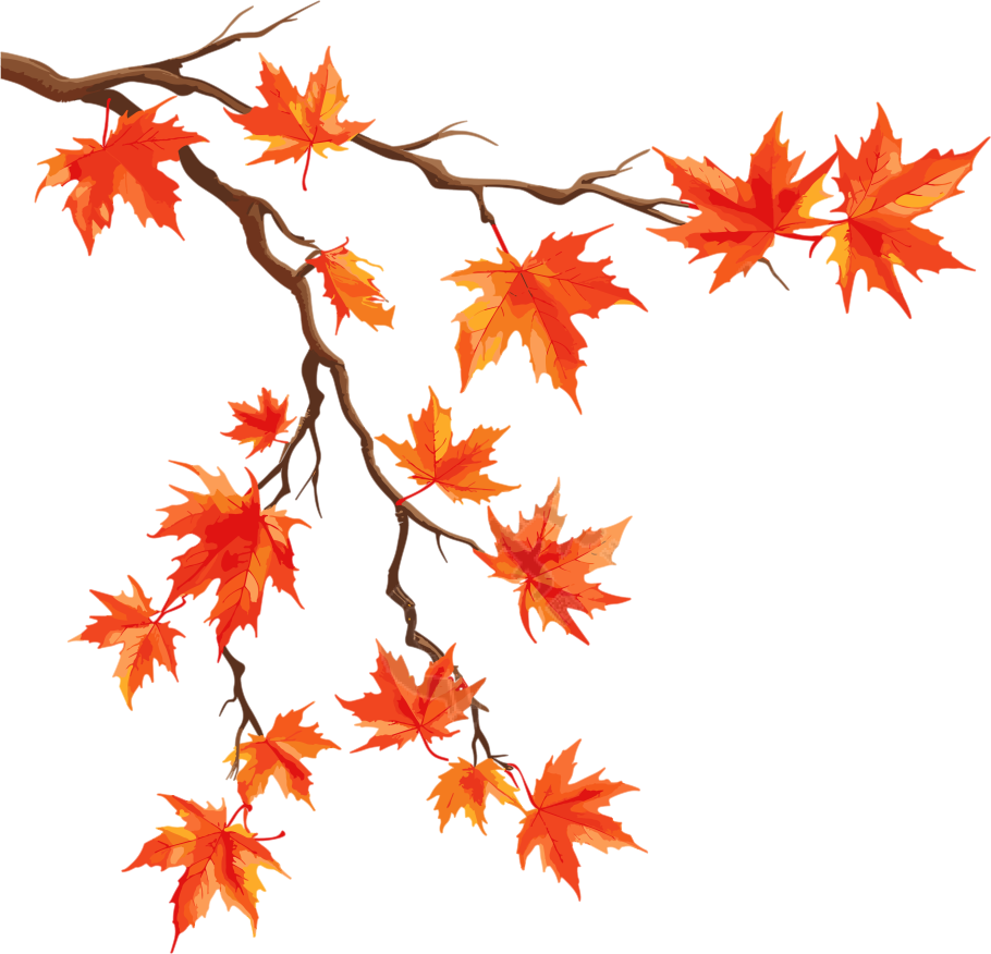 秋日枫叶插图