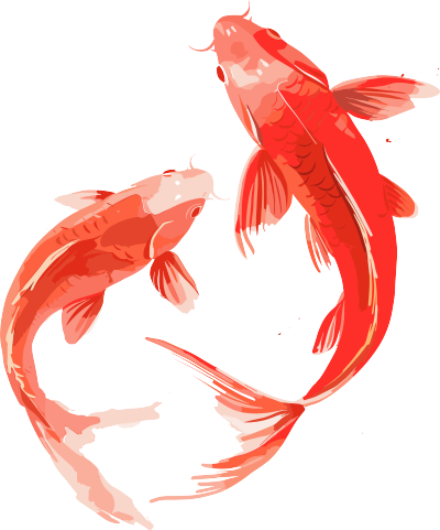 红色锦鲤高清素材
