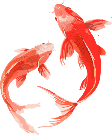 红色锦鲤高清素材