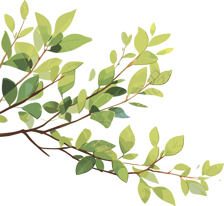 树枝透明背景插图