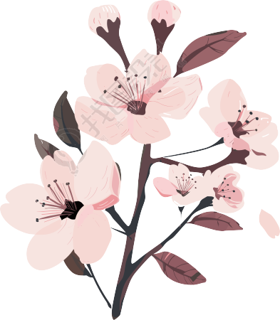 粉色樱花简约插画