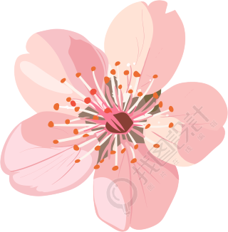 粉色樱花精美素材
