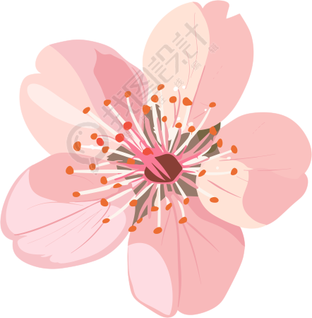 粉色樱花精美素材