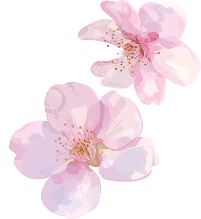 樱花花瓣3D素材