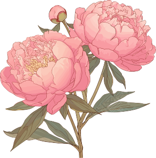 粉色牡丹唯美插画