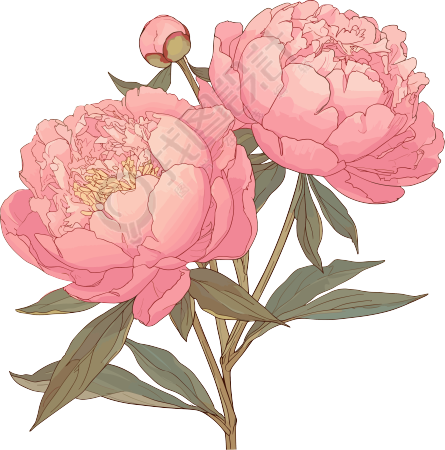 粉色牡丹唯美插画