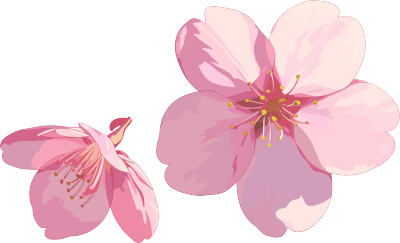 樱花花瓣图片素材