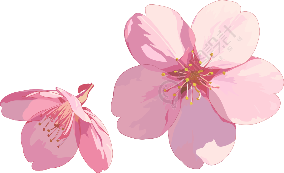樱花花瓣图片素材