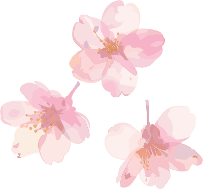 樱花花瓣高清素材