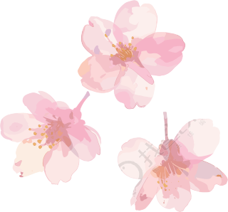 樱花花瓣高清素材