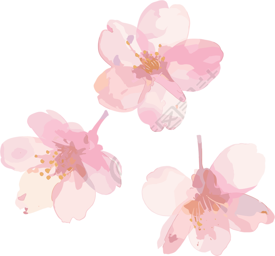樱花花瓣高清素材