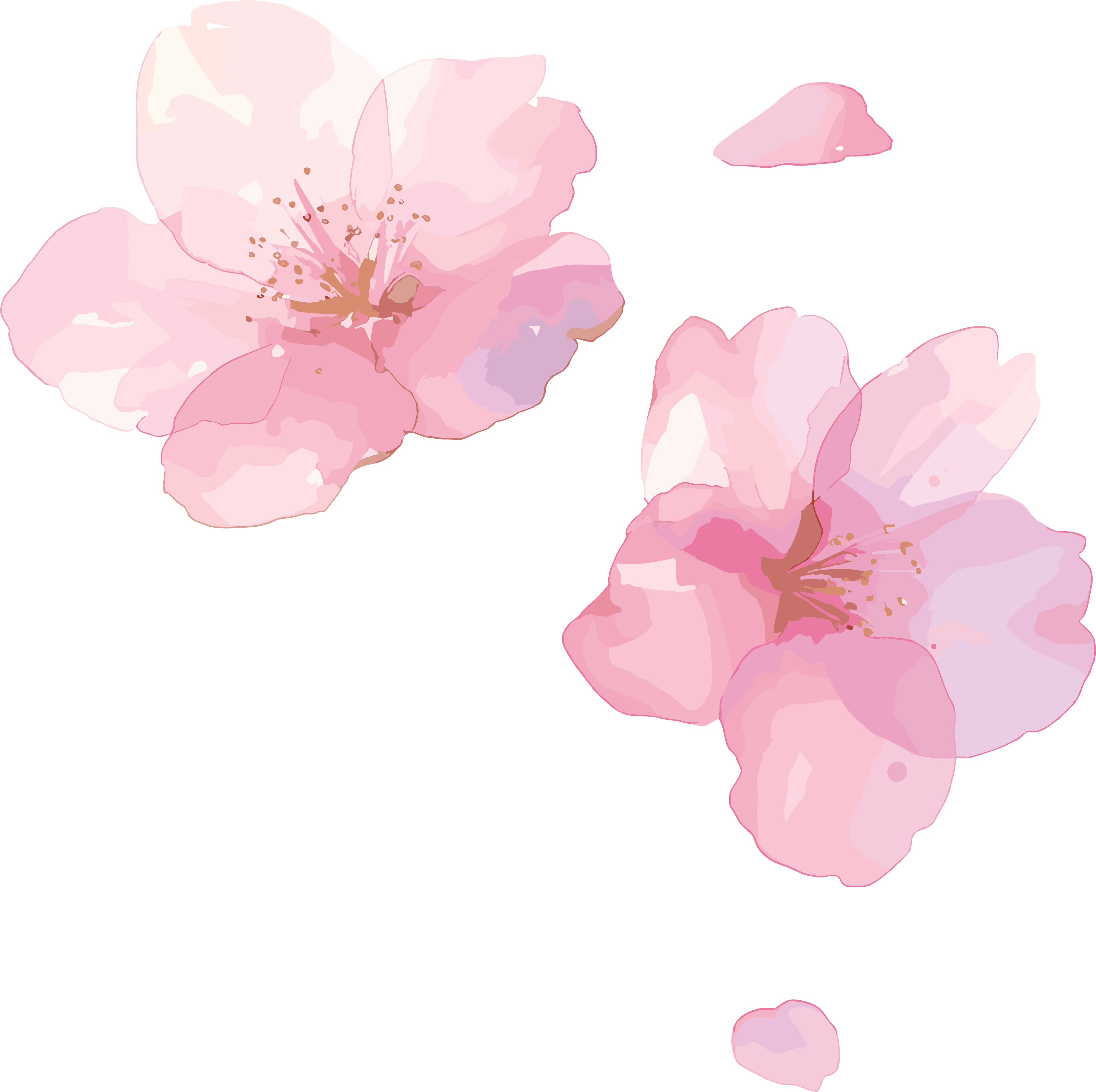 樱花花瓣PNG素材
