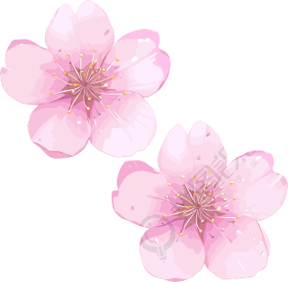樱花花瓣3D可商用素材