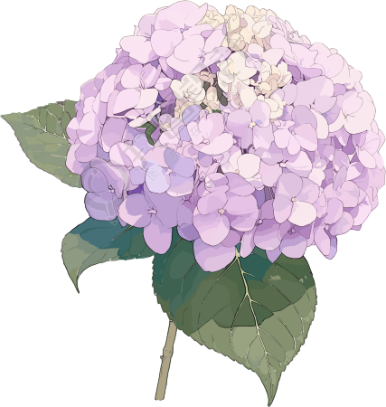 绣球花插画设计素材
