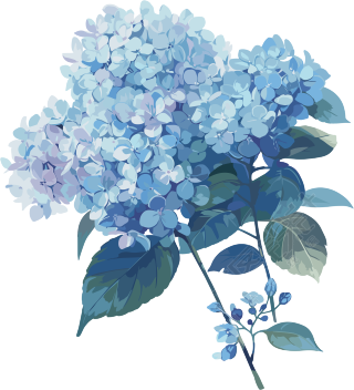 蓝色绣球花商用插画