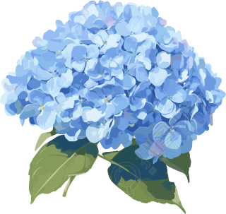 绣球花插画元素