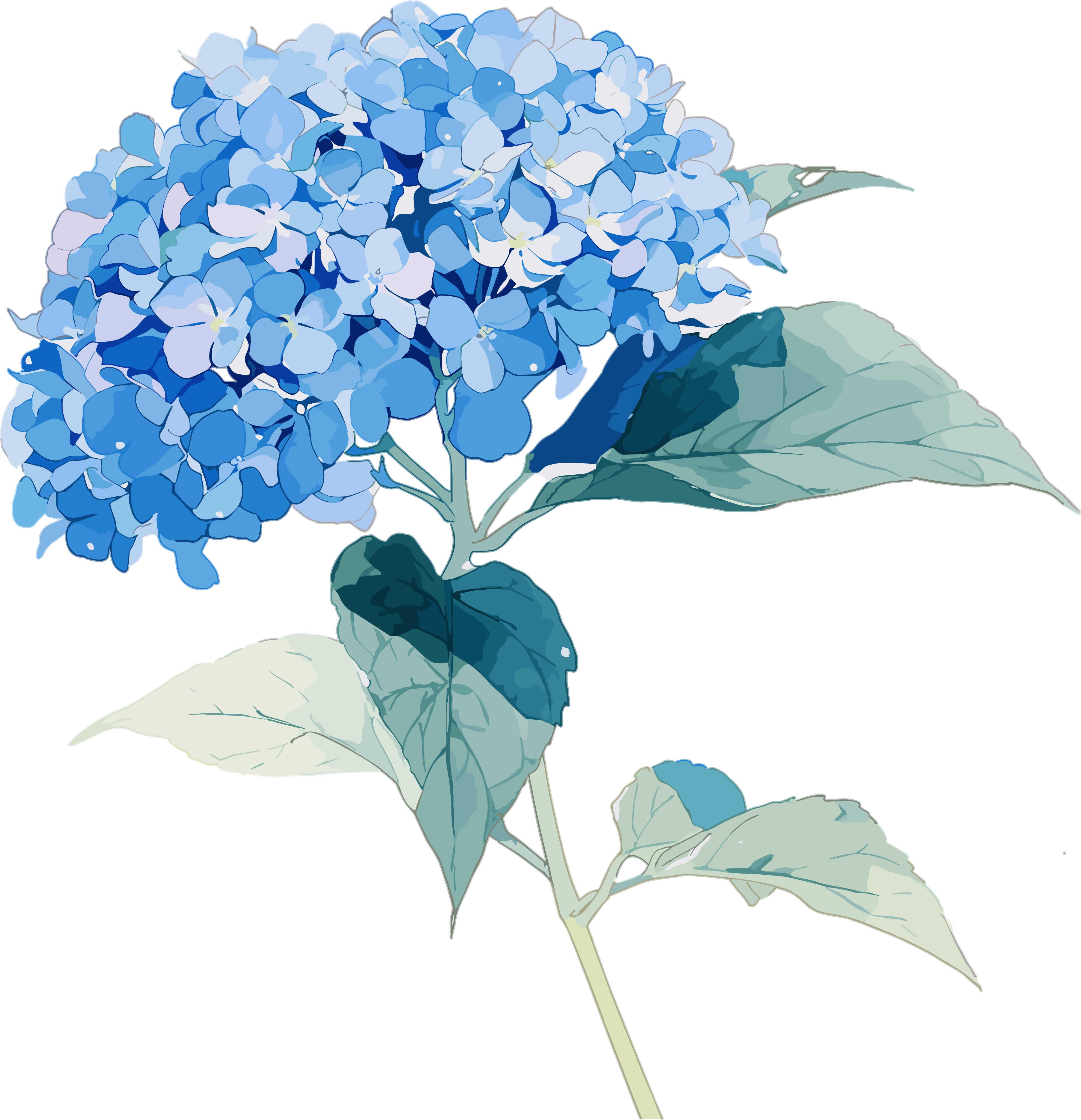 绣球花精美插图