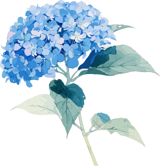 绣球花精美插图