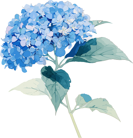 绣球花精美插图
