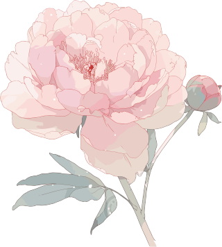 简约花卉牡丹插图