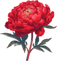 红牡丹插画素材