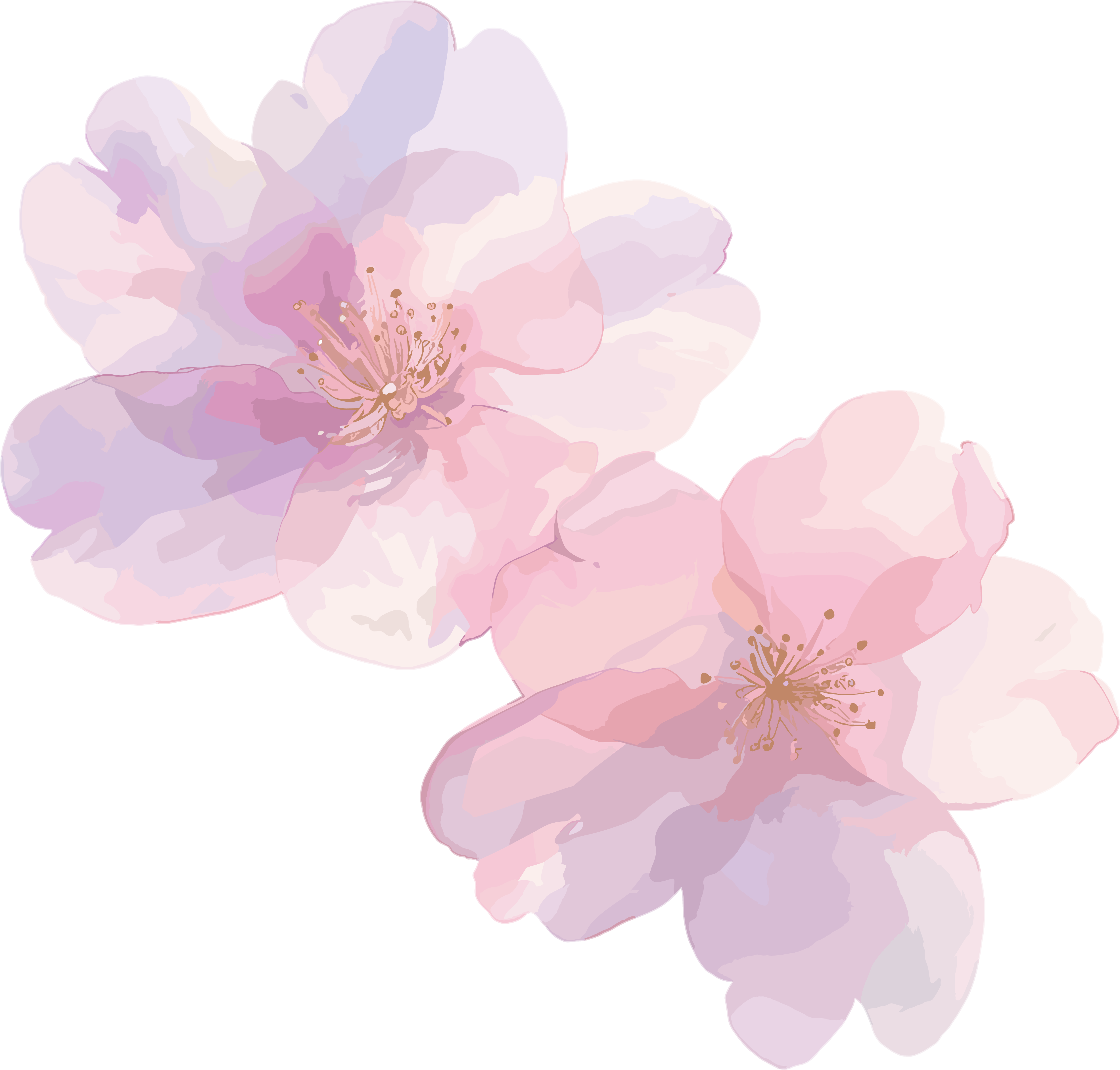 樱花花瓣水墨插图