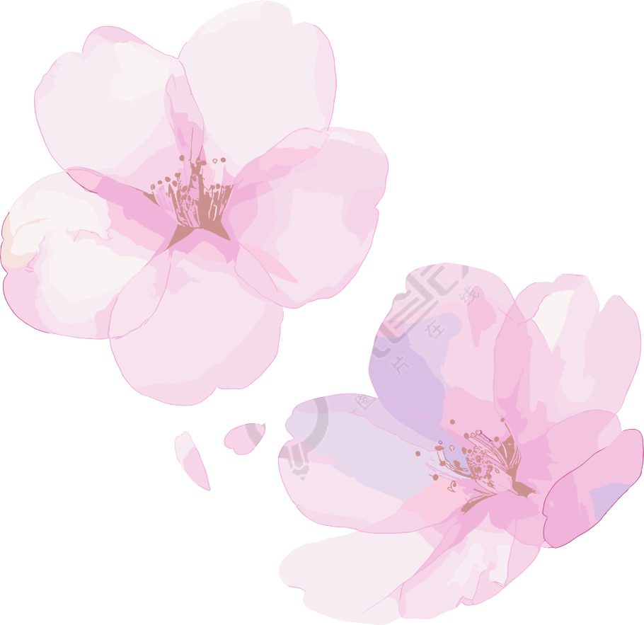 樱花花瓣水彩风插画