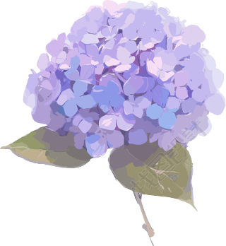 绣球花高清插图