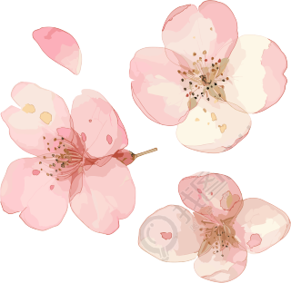 樱花花瓣商用素材