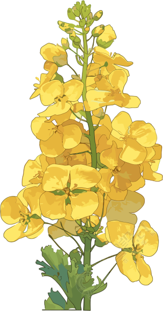 油菜花PNG创意简约素材