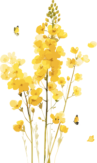 油菜花PNG图形素材