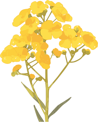 油菜花花瓣素材