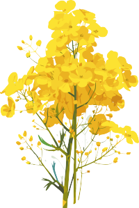 油菜花图形设计元素