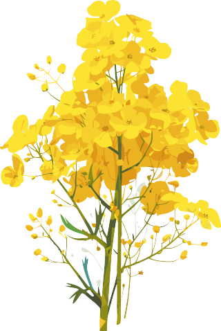 油菜花图形设计元素