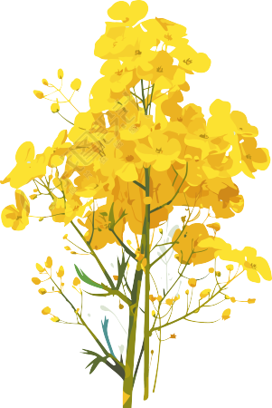 油菜花图形设计元素