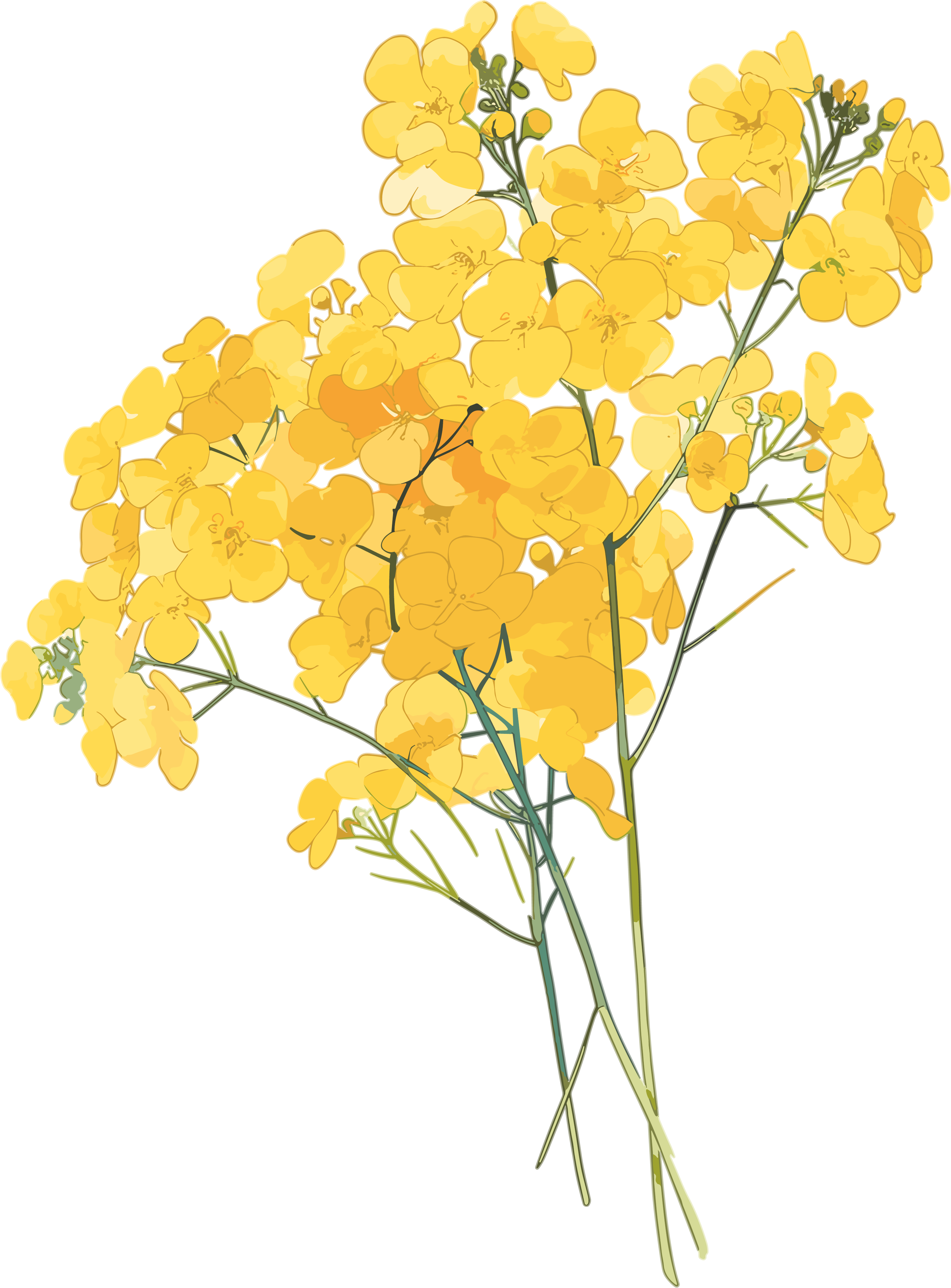 油菜花美丽花束素材