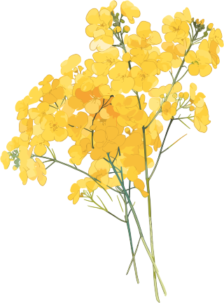 油菜花美丽花束素材