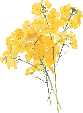 油菜花美丽花束素材